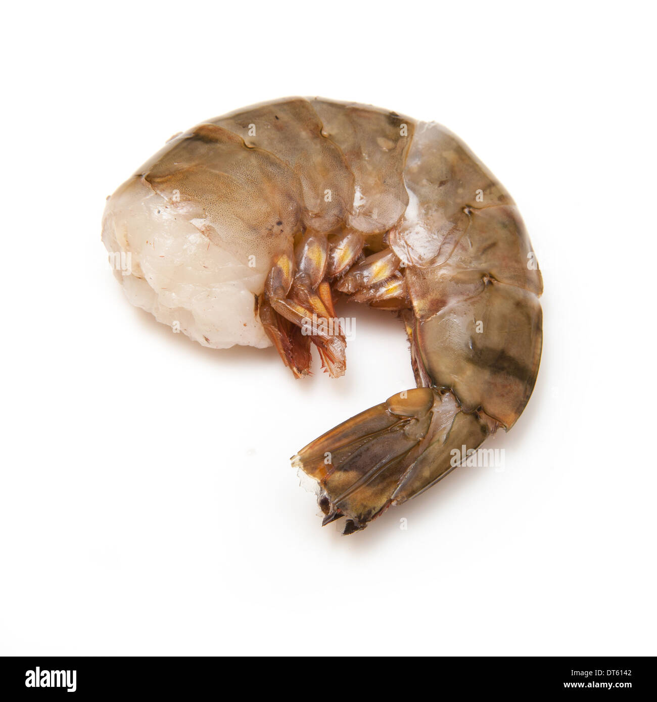 Penaeus High Resolution Stock Photography And Images Alamy Penaeus High Resolution Stock Photography And Images Alamy