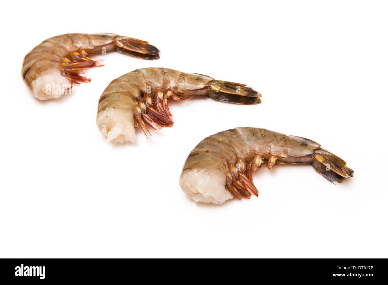 Large tiger prawn or Asian tiger shrimp- Penaeus monodon. Isolated on a white studio background. Stock Photo
