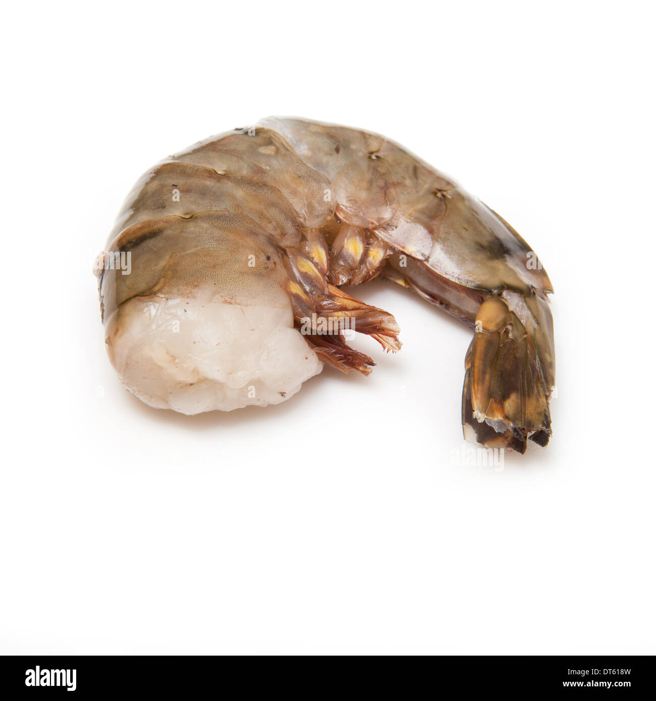 Large tiger prawn or Asian tiger shrimp Penaeus monodon. Isolated on a