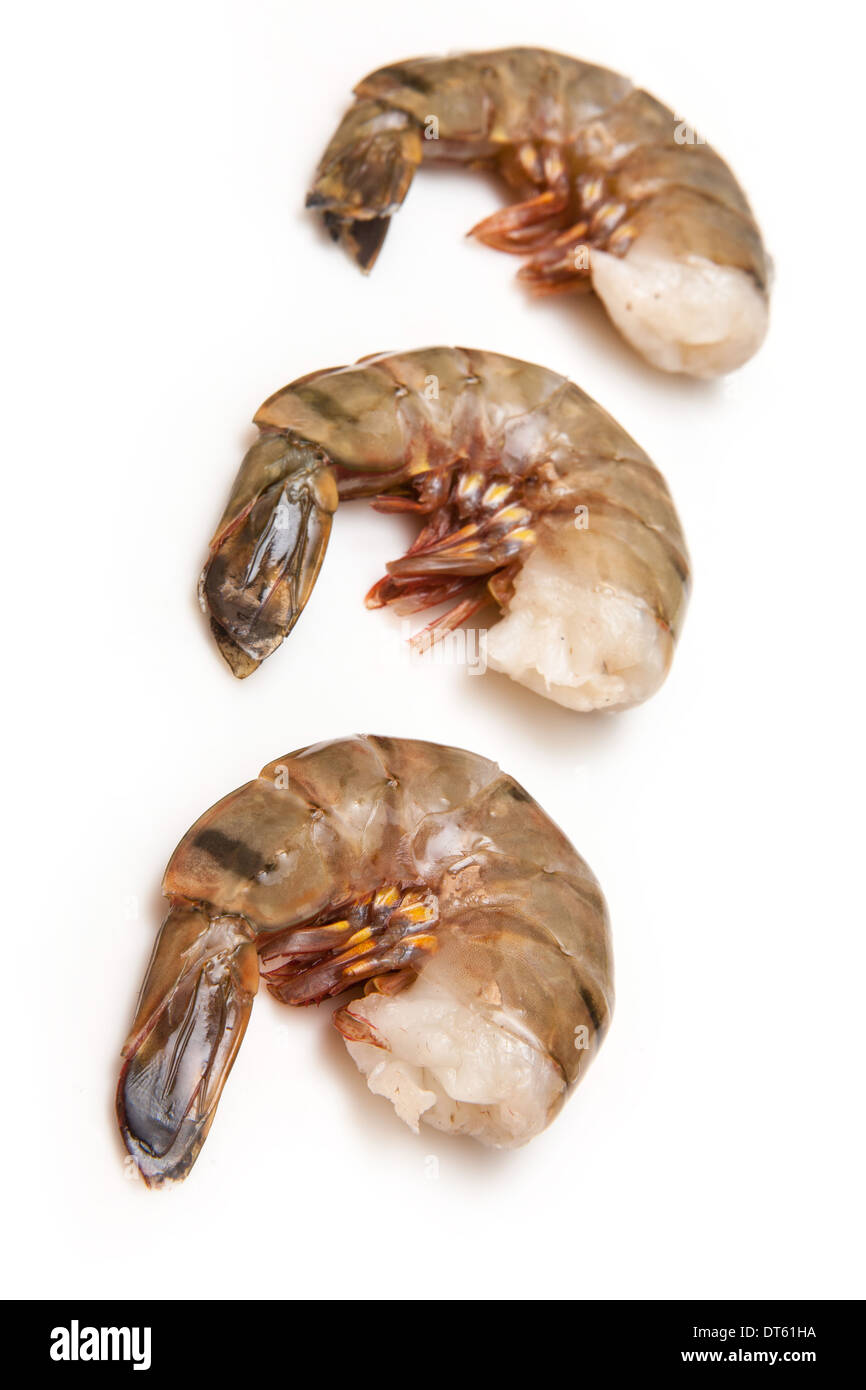 Large tiger prawn or Asian tiger shrimp- Penaeus monodon. Isolated on a white studio background. Stock Photo