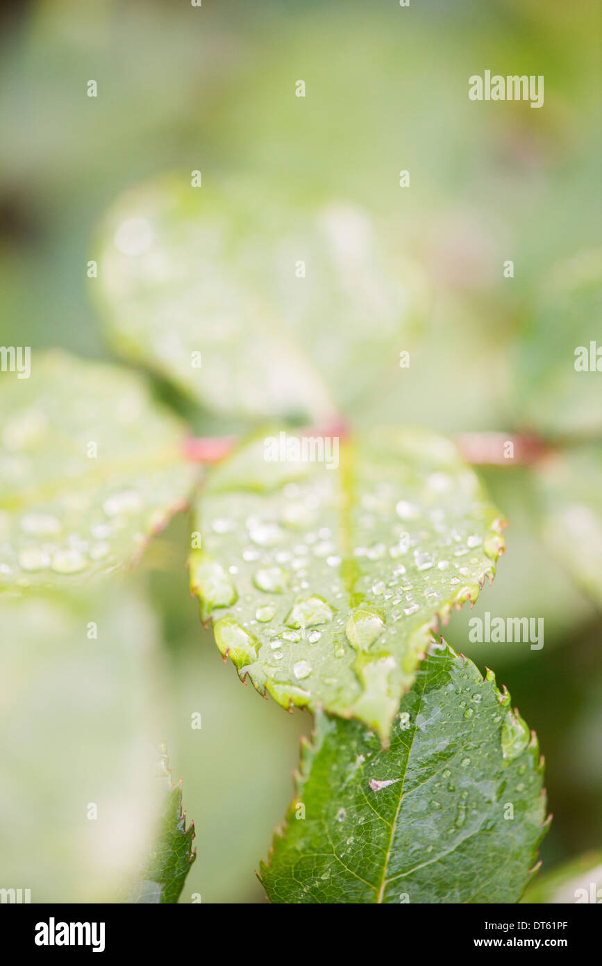 Close up of wet green leaves with droplets of water Stock Photo