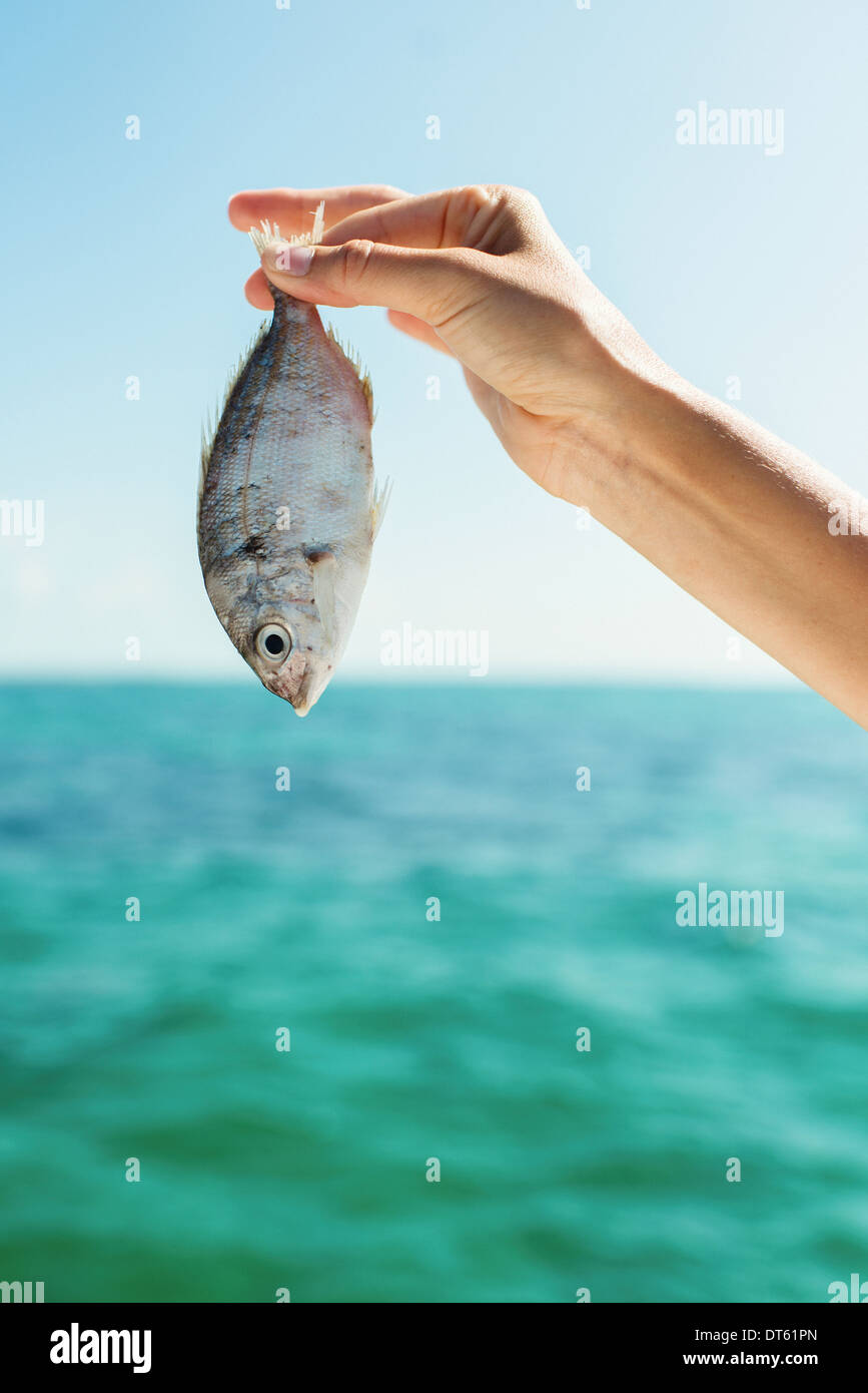 Close up of female hand holding up a fish Stock Photo