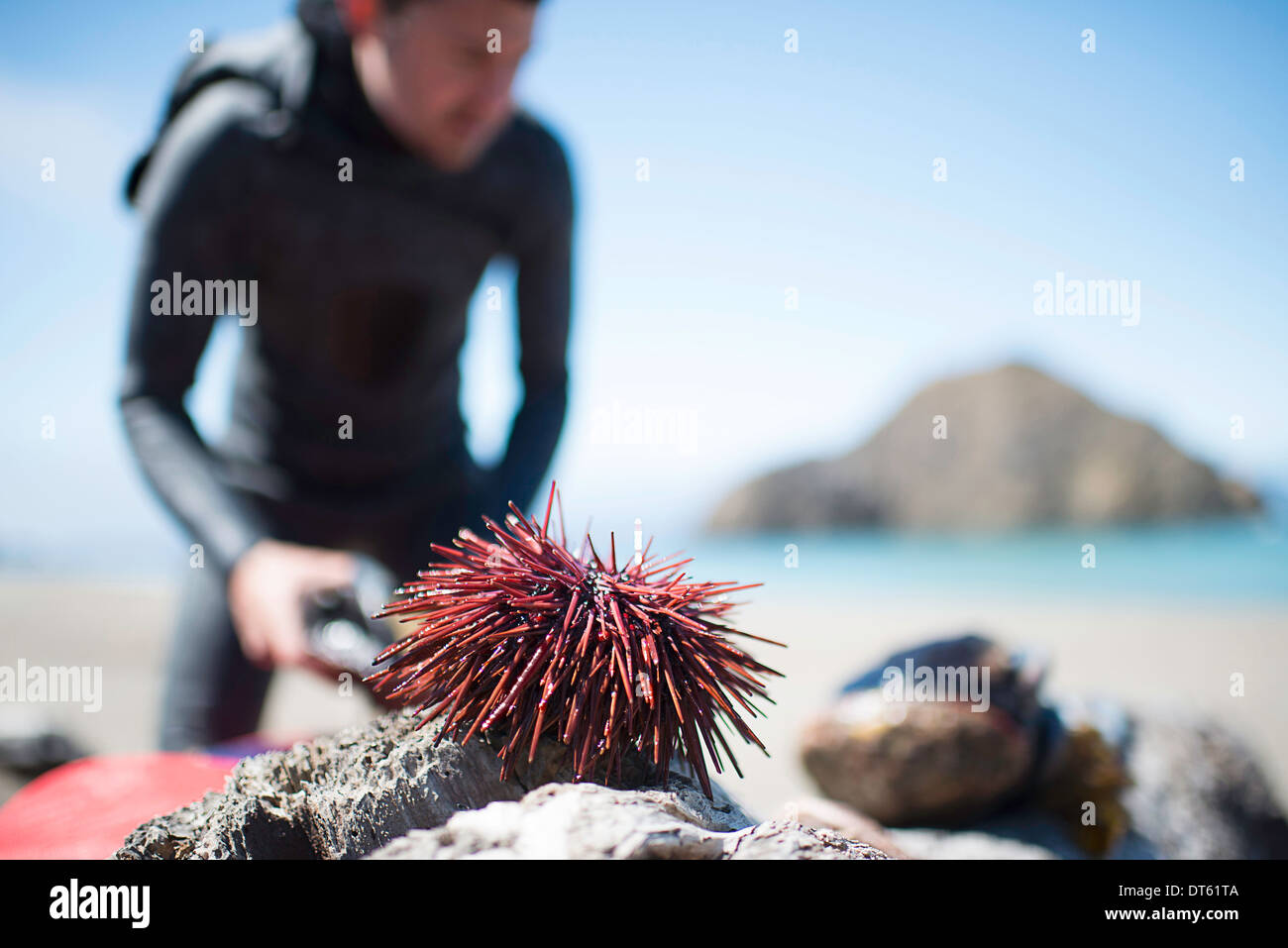 Sea anemone on rock, Elk, mendocina California, USA Stock Photo