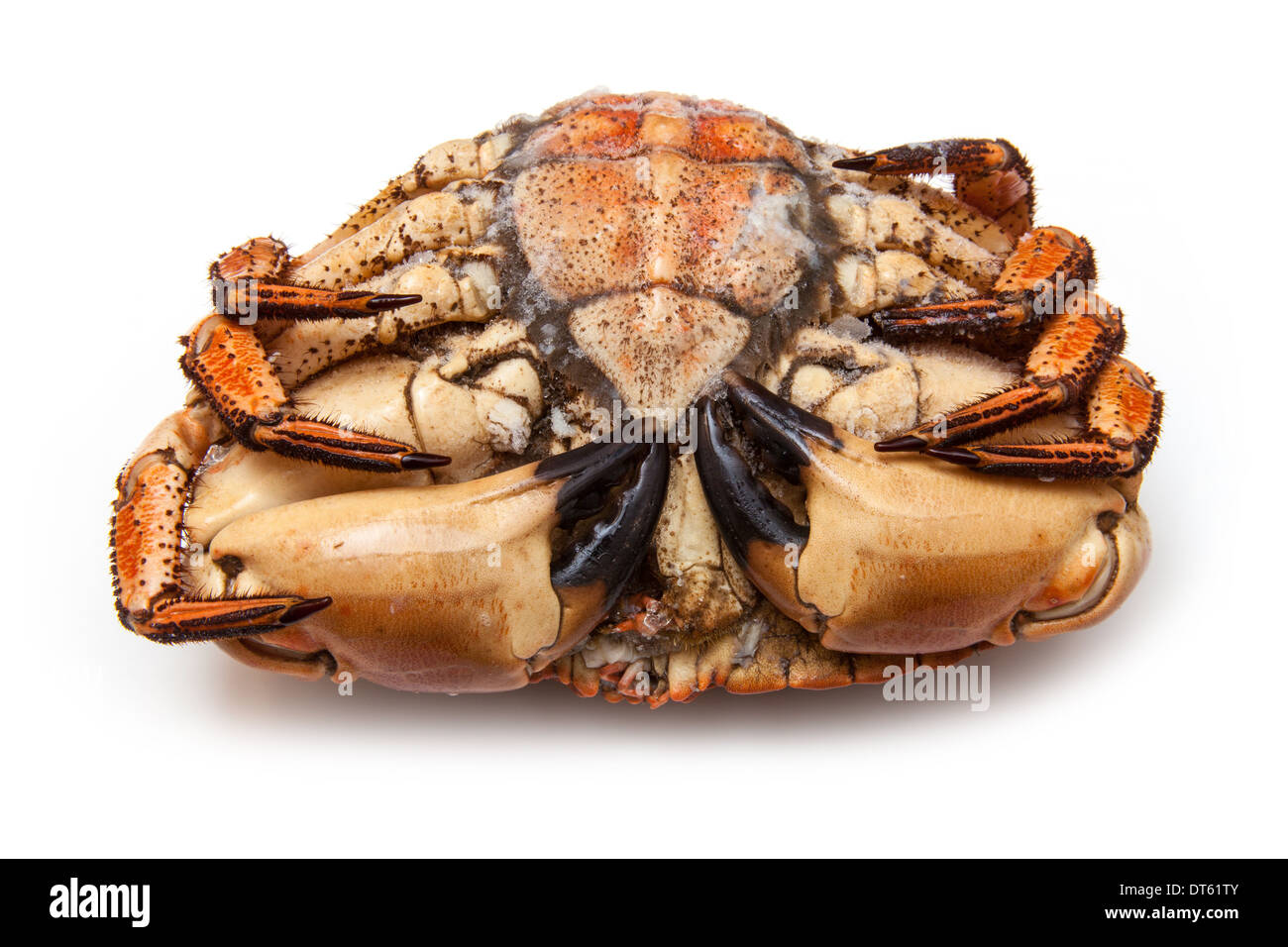 Frozen cooked edible brown crab, isolated on a white studio background. Stock Photo