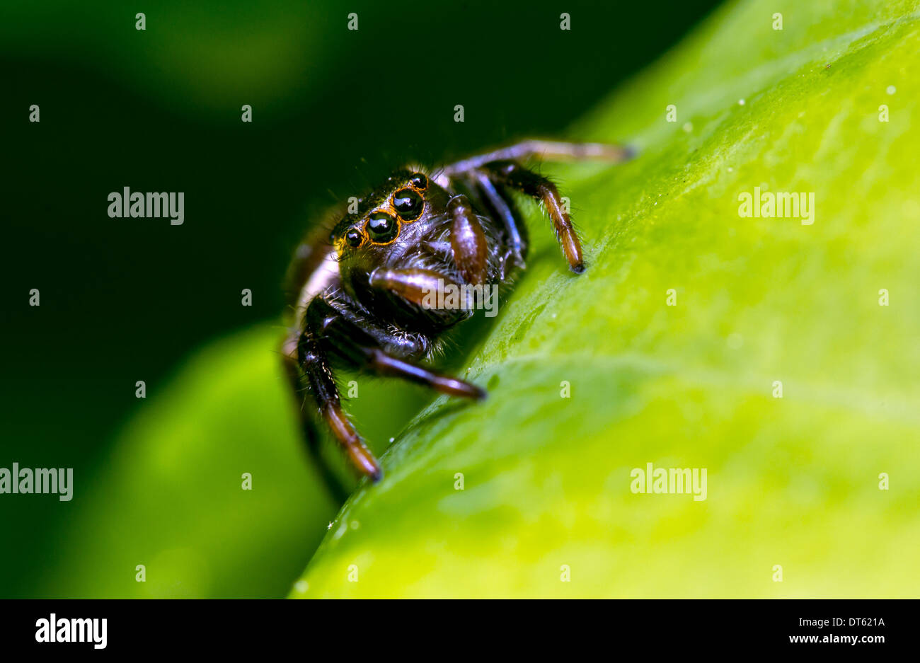 The jumping spider family (Salticidae) contains more than 500 described genera and about 5,000 described species Stock Photo