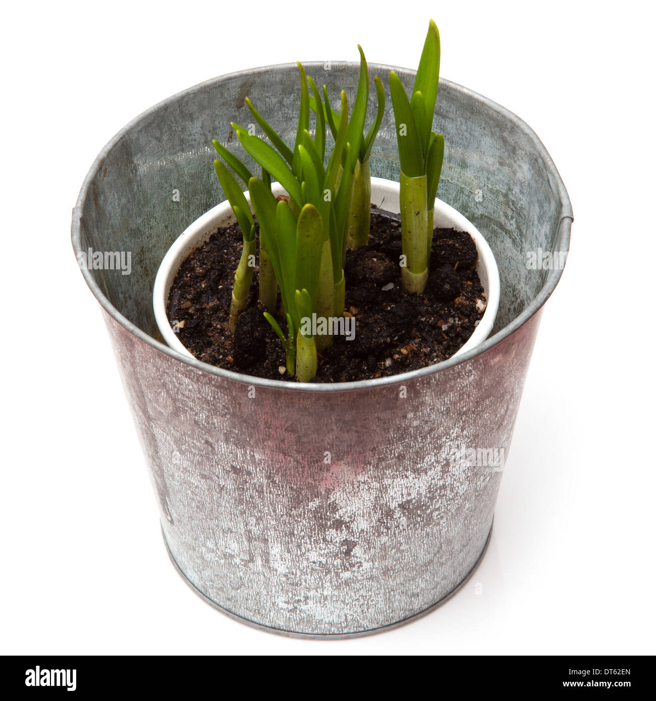 Pot of Daffodil (Narcissus 'Tete a Tete') isolated on a white background. Stock Photo
