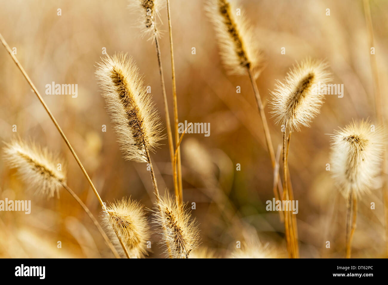 Yellow silvergrass over the mountain in autumn , blur background  Stock Photo