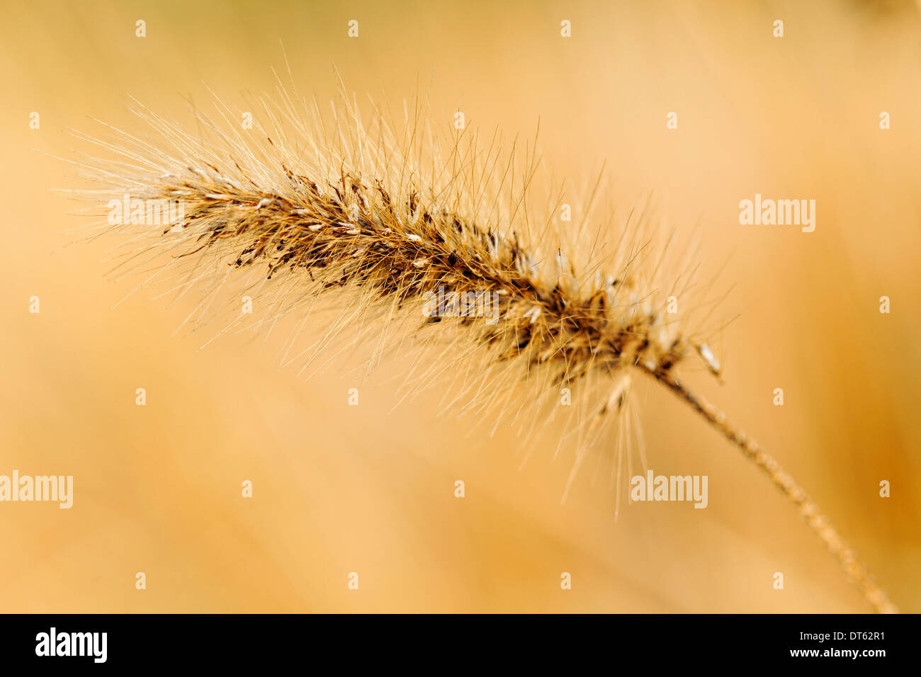 silvergrass over the mountain in autumn , blur background Stock Photo