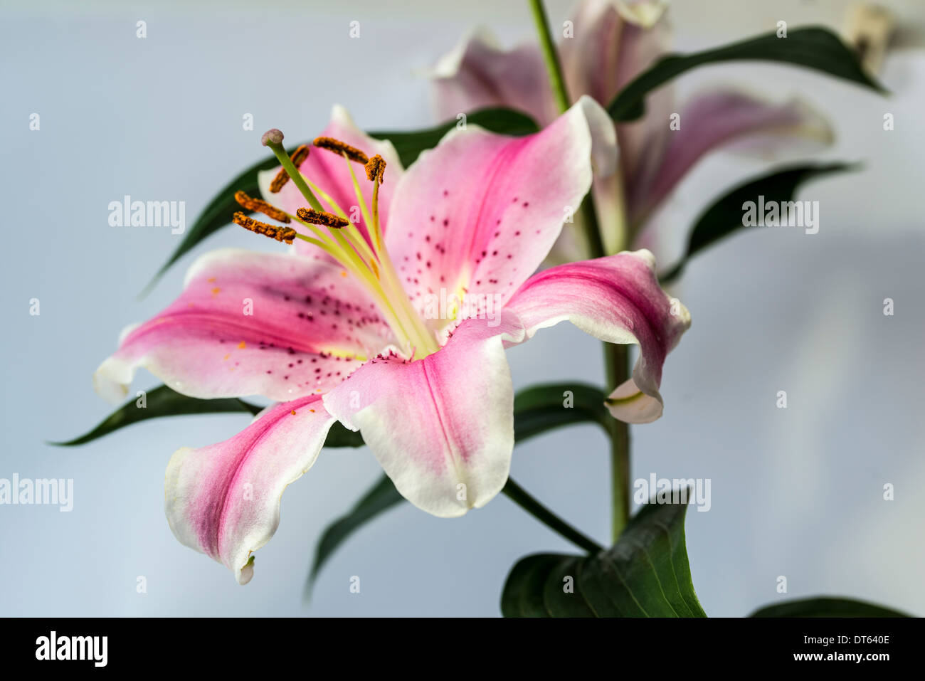 Lilium 'Stargazer' (the Stargazer lily) is a hybrid lily of the Oriental group Stock Photo