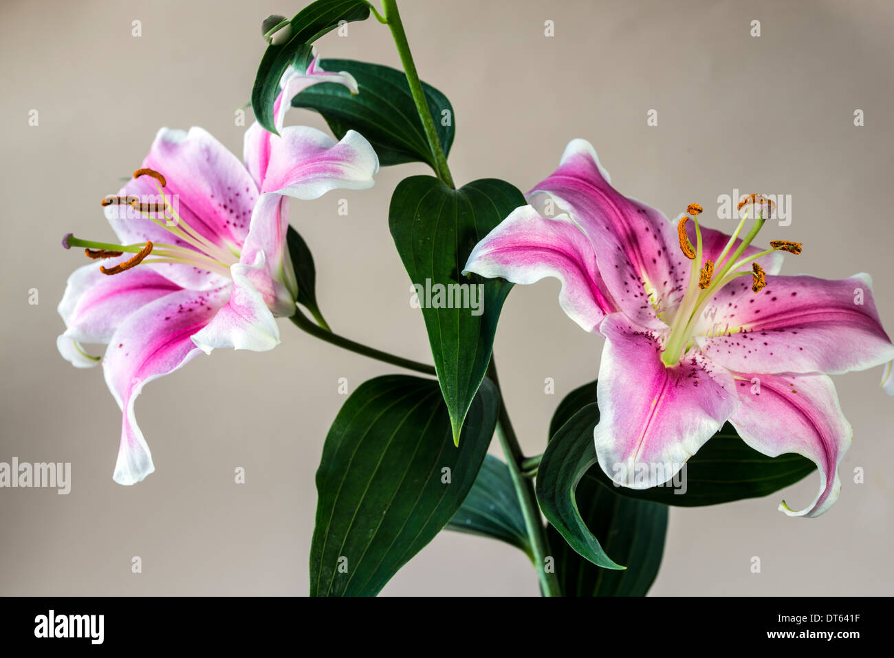 Lilium 'Stargazer' (the Stargazer lily) is a hybrid lily of the Oriental group Stock Photo