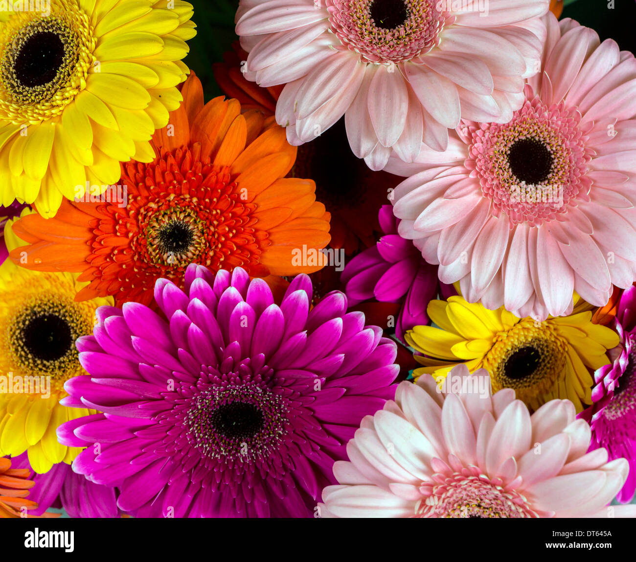 Barberton daisy Stock Photo Alamy