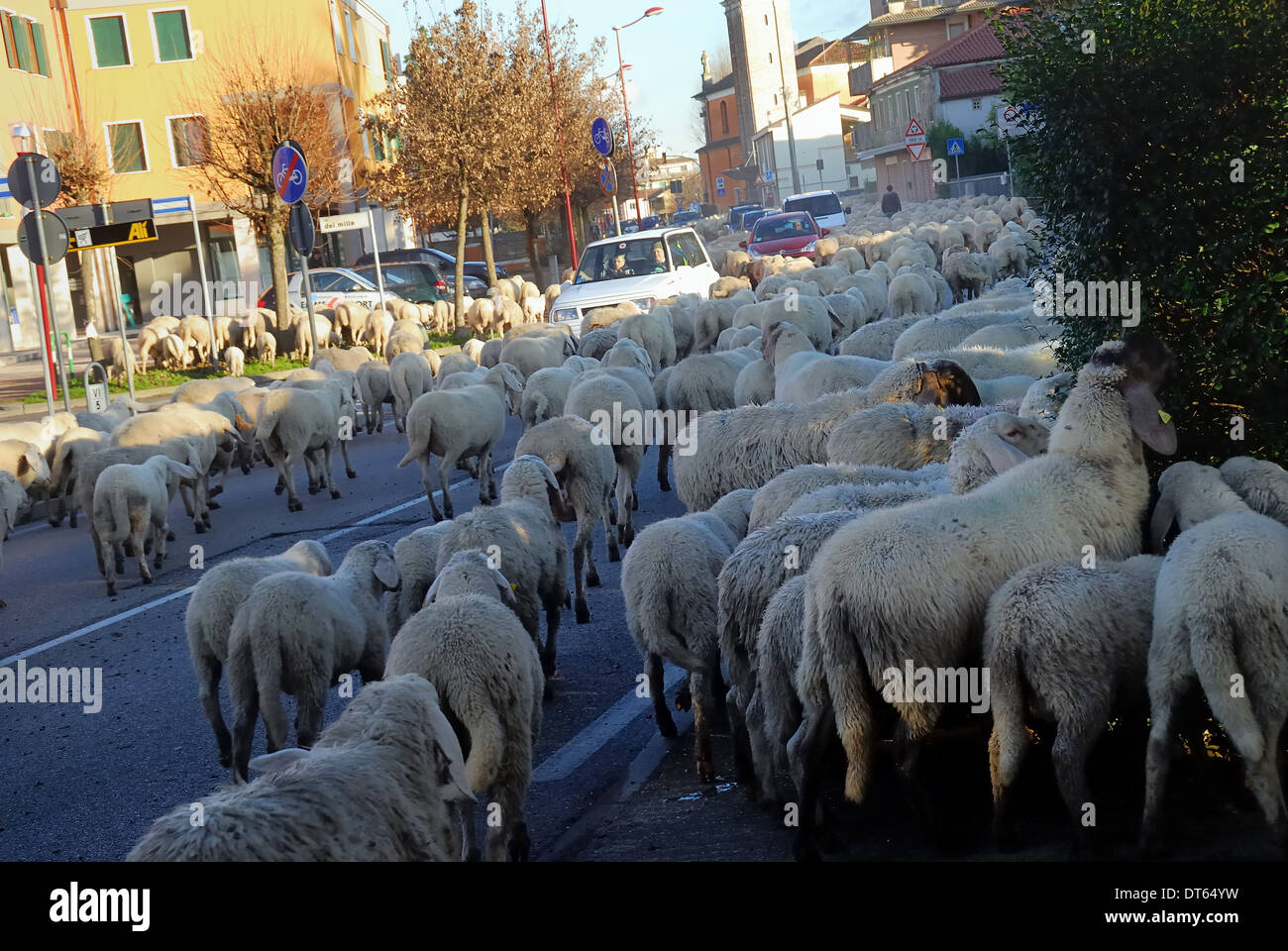 Cadoneghe, Veneto, Italy : transhumance of the sheep. A transhumant flock of sheep, on its way to the mountain pasture-lands, Stock Photo
