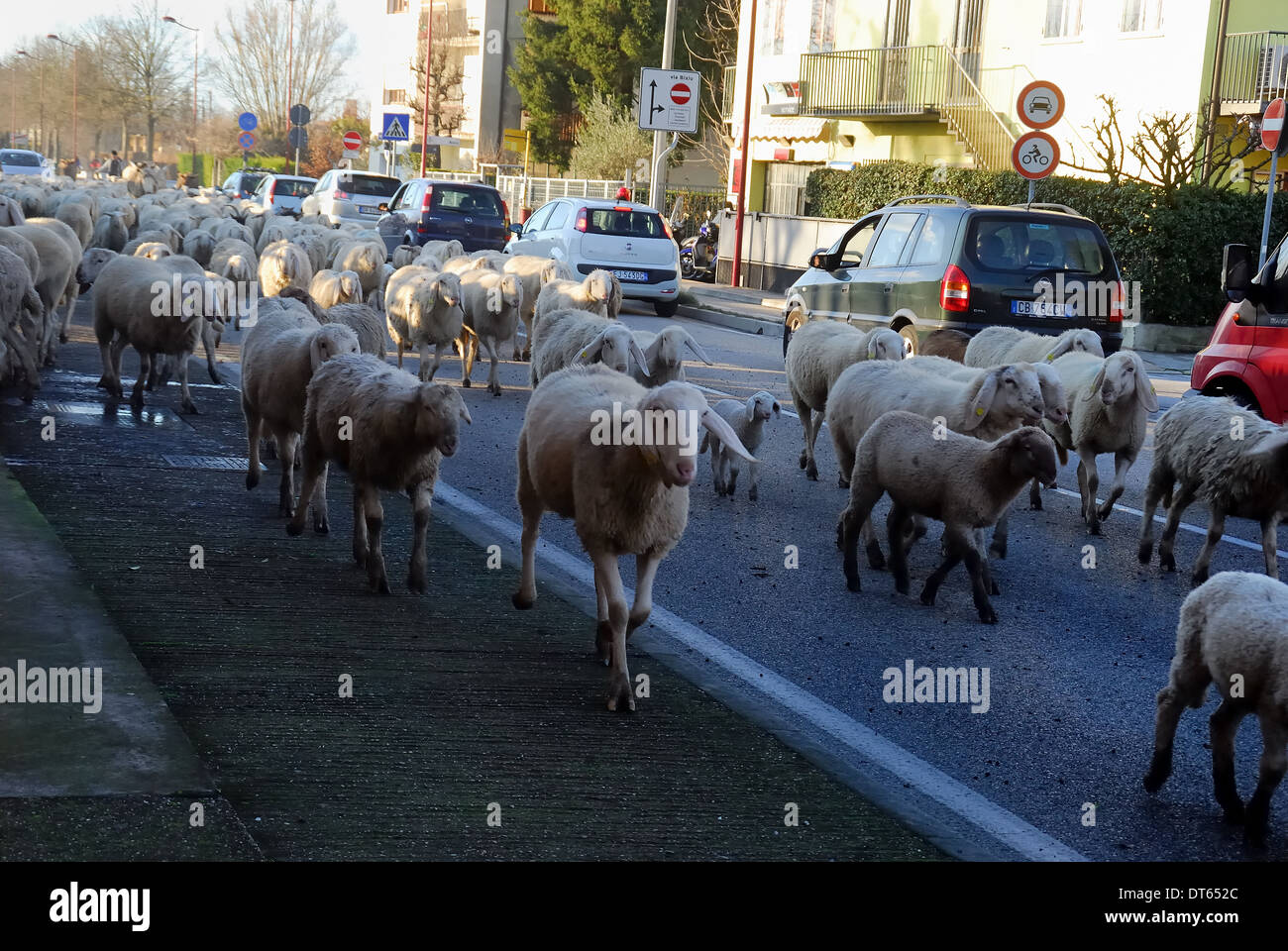 Cadoneghe, Veneto, Italy : transhumance of the sheep. A transhumant flock of sheep, on its way to the mountain pasture-lands, Stock Photo