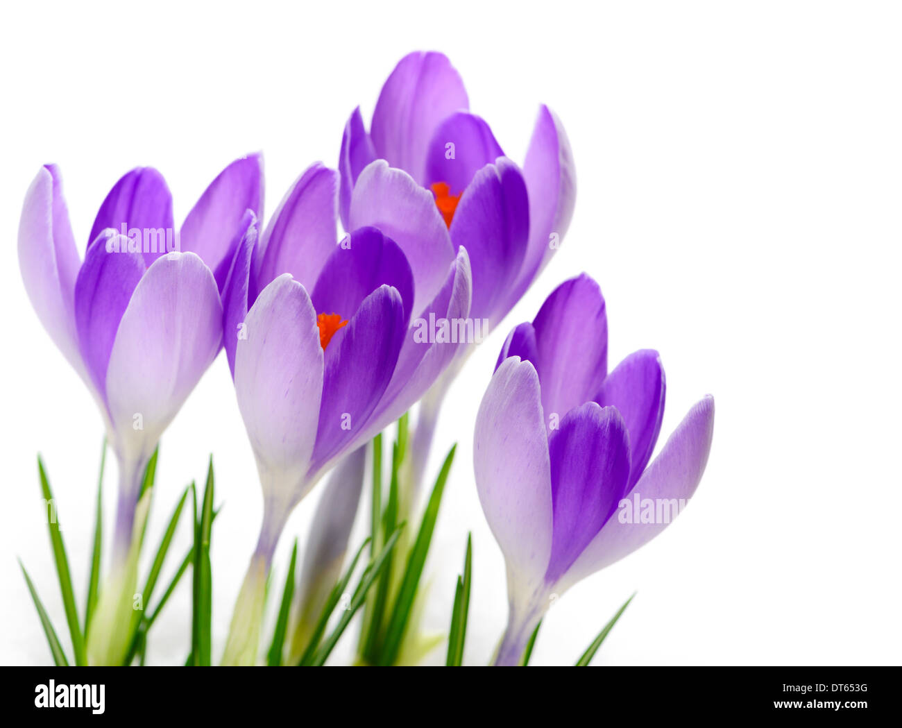 Flowering Purple Crocuses Vanguard close up, isolated on white background. Stock Photo