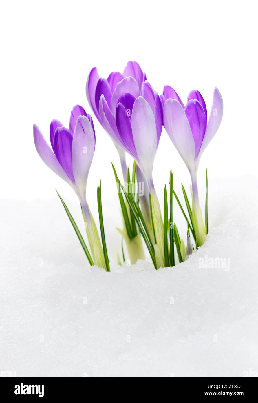 Purple Crocuses Vanguard, flowering amid thawing snow Stock Photo