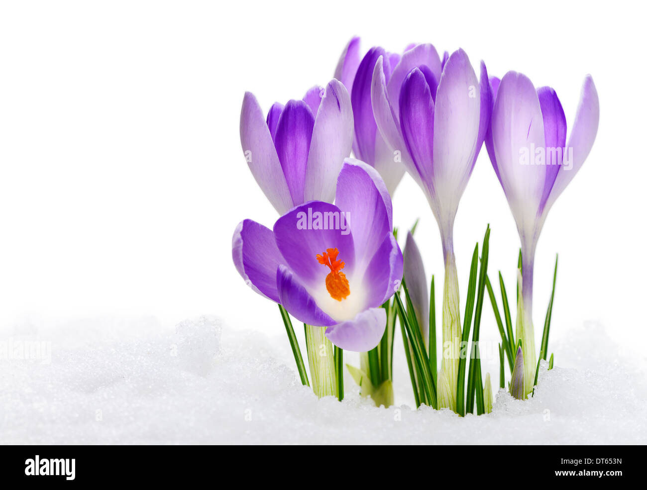 Purple Crocuses Vanguard, flowering amid thawing snow Stock Photo