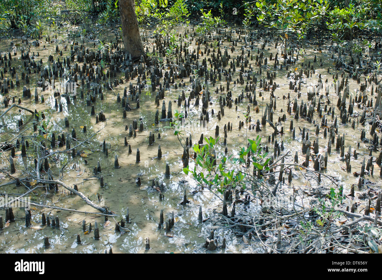 Bangladesh, South Asia, Sundarbans, Shoots of halophytic mangrove poking out of the mud in the UNESCO World Heritage Site. Stock Photo