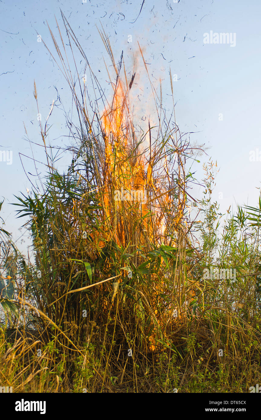 Bangladesh, South Asia, Chittagong Hills, Bamboo burning in the