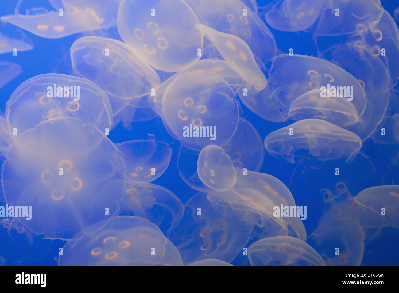 The ghostly translucent moon jelly fish at Monterey Bay Aquarium. Stock Photo