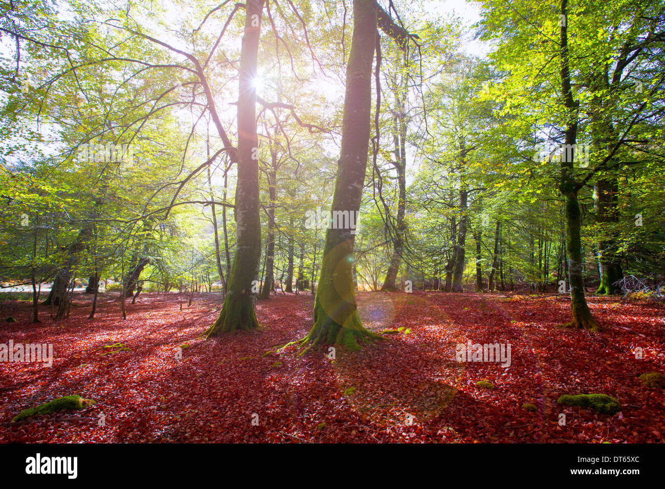 Autumn Selva de Irati fall beech jungle in Navarra Pyrenees of Spain Stock Photo