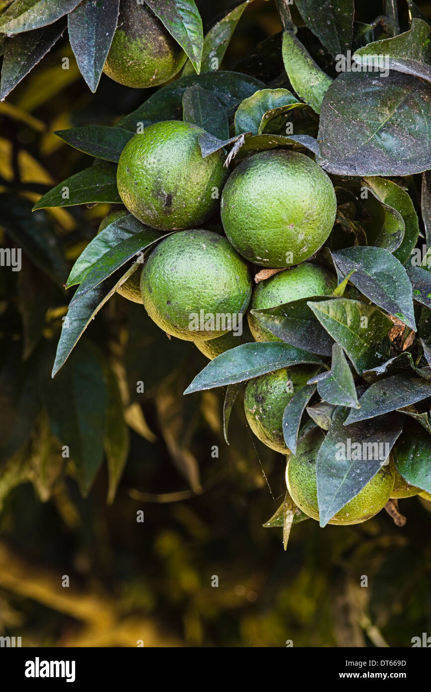 Sooty Mould on Citrus tree Stock Photo Alamy