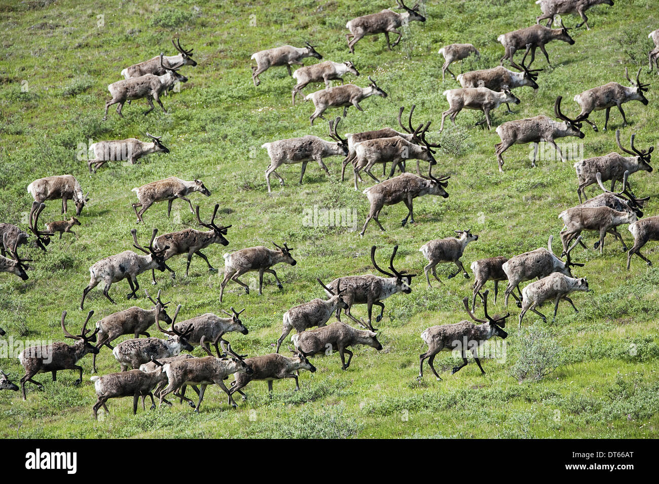 Caribou, Arctic National Wildlife Refuge, Alaska, USA Stock Photo