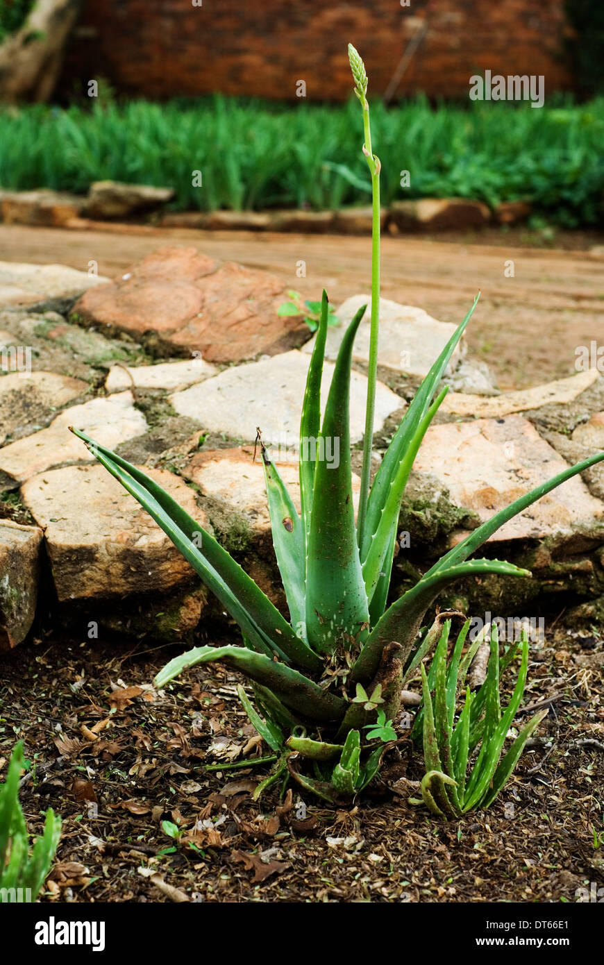 Aloe Vera plant in garden. Stock Photo