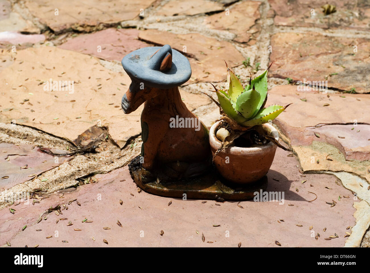 Small miniature cactus plant in ornamental pot outdoors. Stock Photo