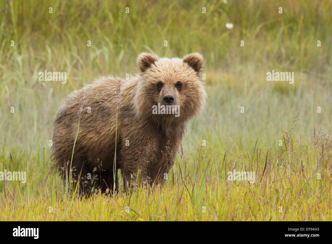 Brown bear, Lake Clark National Park, Alaska, USA Stock Photo