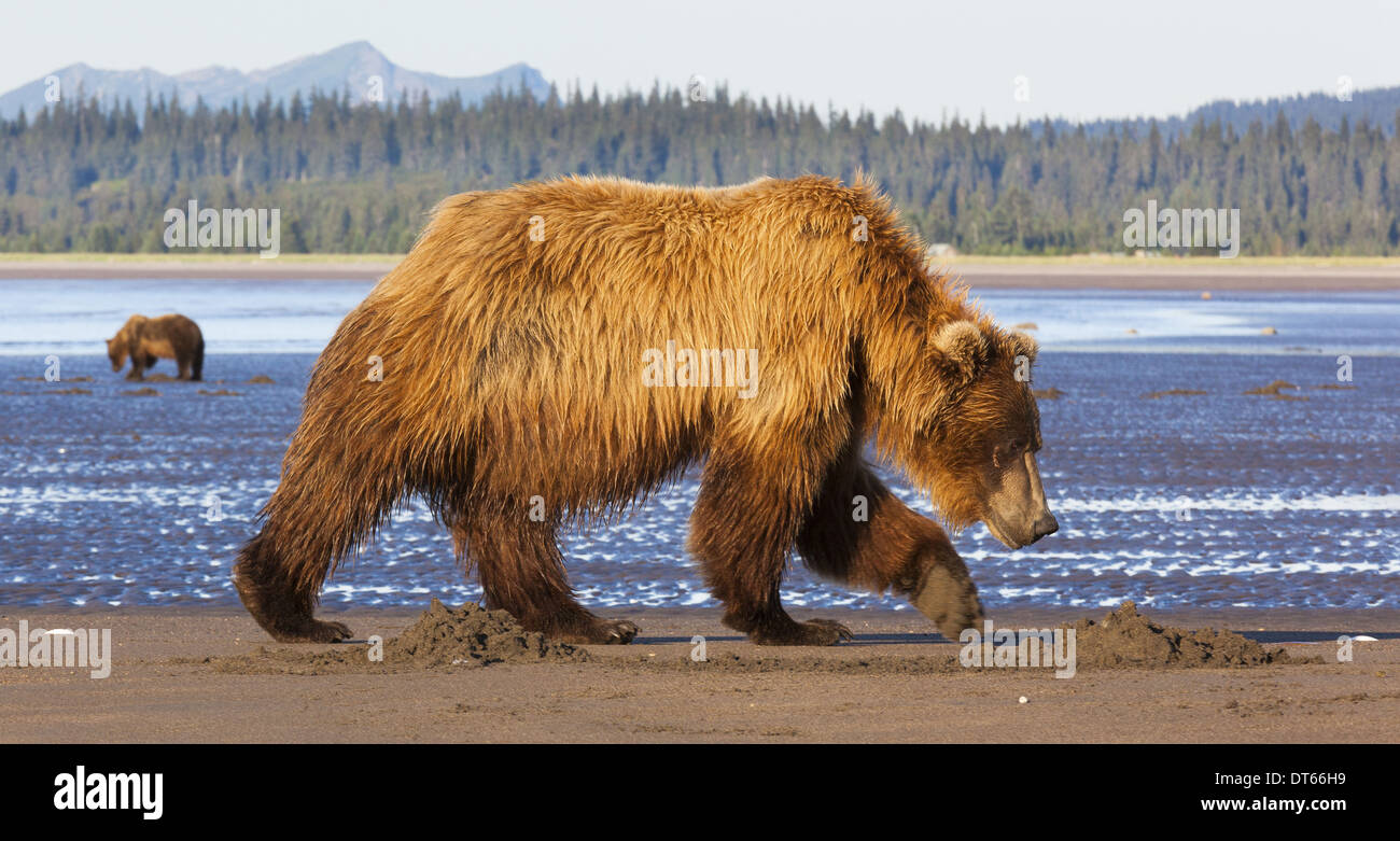 Brown bears, Lake Clark National Park, Alaska, USA Stock Photo
