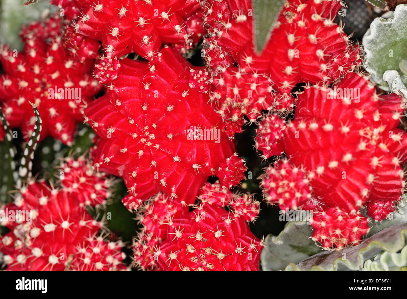 Plants, Succulent, Close up of red Moon Cactus or Hibotan, Gymnocalycium  mihanovichii friedrichii Stock Photo - Alamy