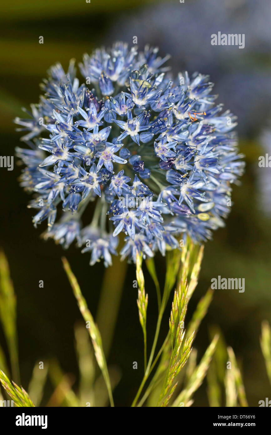 Close up of a blue Ornamental onion, Allium, with star shaped flowers on a spherical flower head. Stock Photo