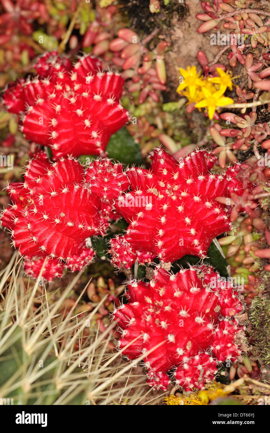 Plants, Succulent, Close up of red Moon Cactus or Hibotan, Gymnocalycium  mihanovichii friedrichii Stock Photo - Alamy