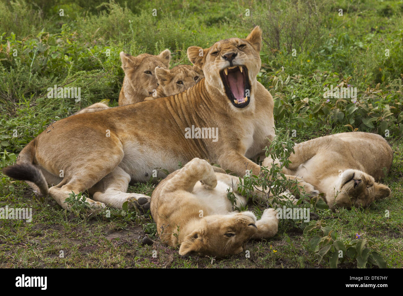 Lion and cubs resting and relaxing in the Serengeti National Park, Tanzania Stock Photo