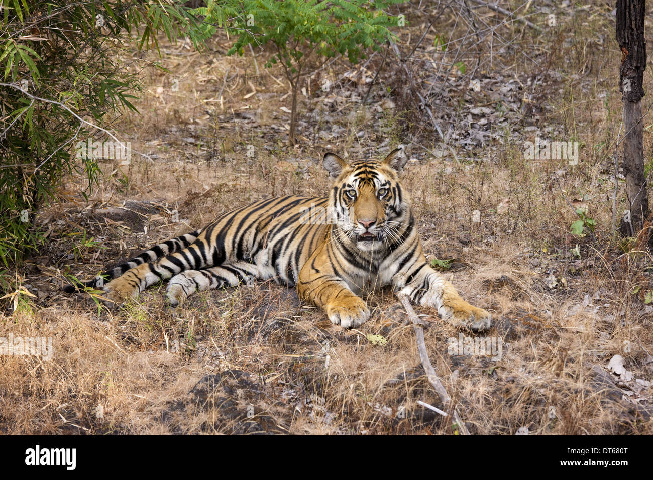 A tiger in Bandhavgarh National Park, India Stock Photo