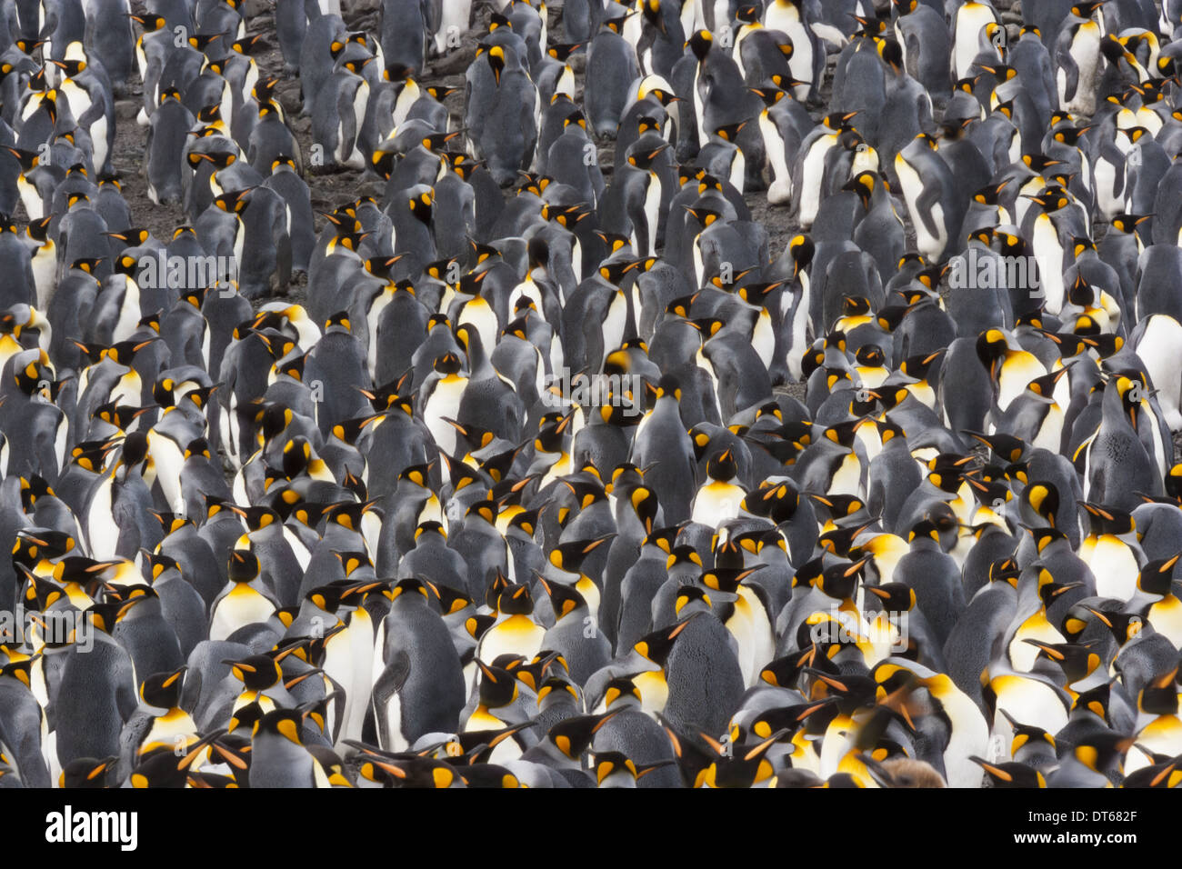 King Penguins, Aptenodytes patagonicus, in a bird colony on South ...