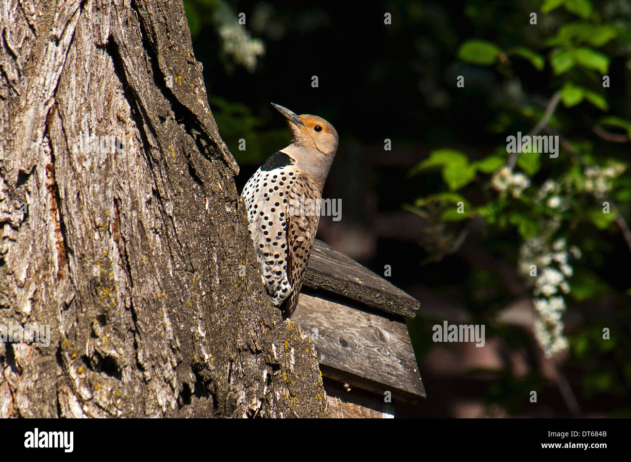 Canada, Alberta, Lethbridge, Northern Flicker, Colaptes auratus, woodpecker with catchlight in eye on old gnarled Elm tree. Stock Photo