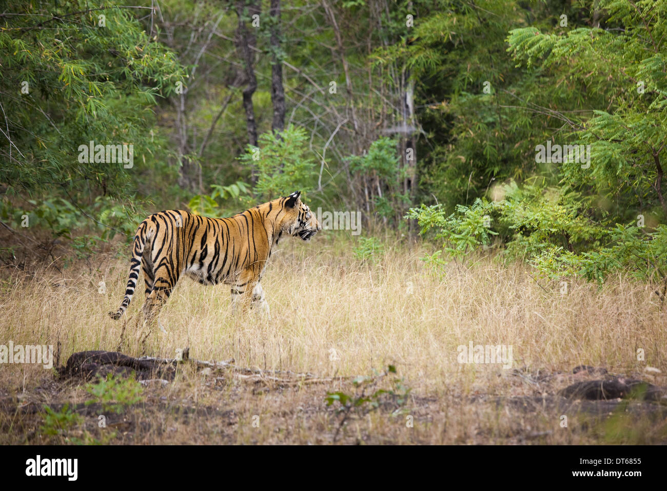 An adult tiger in Bandhavgarh National Park, India Stock Photo