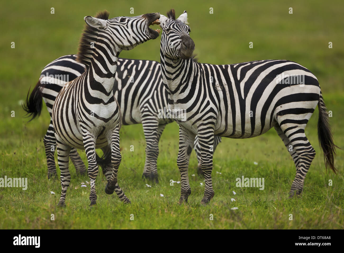 Plains zebras, Ngorongoro Conservation Area, Tanzania Stock Photo