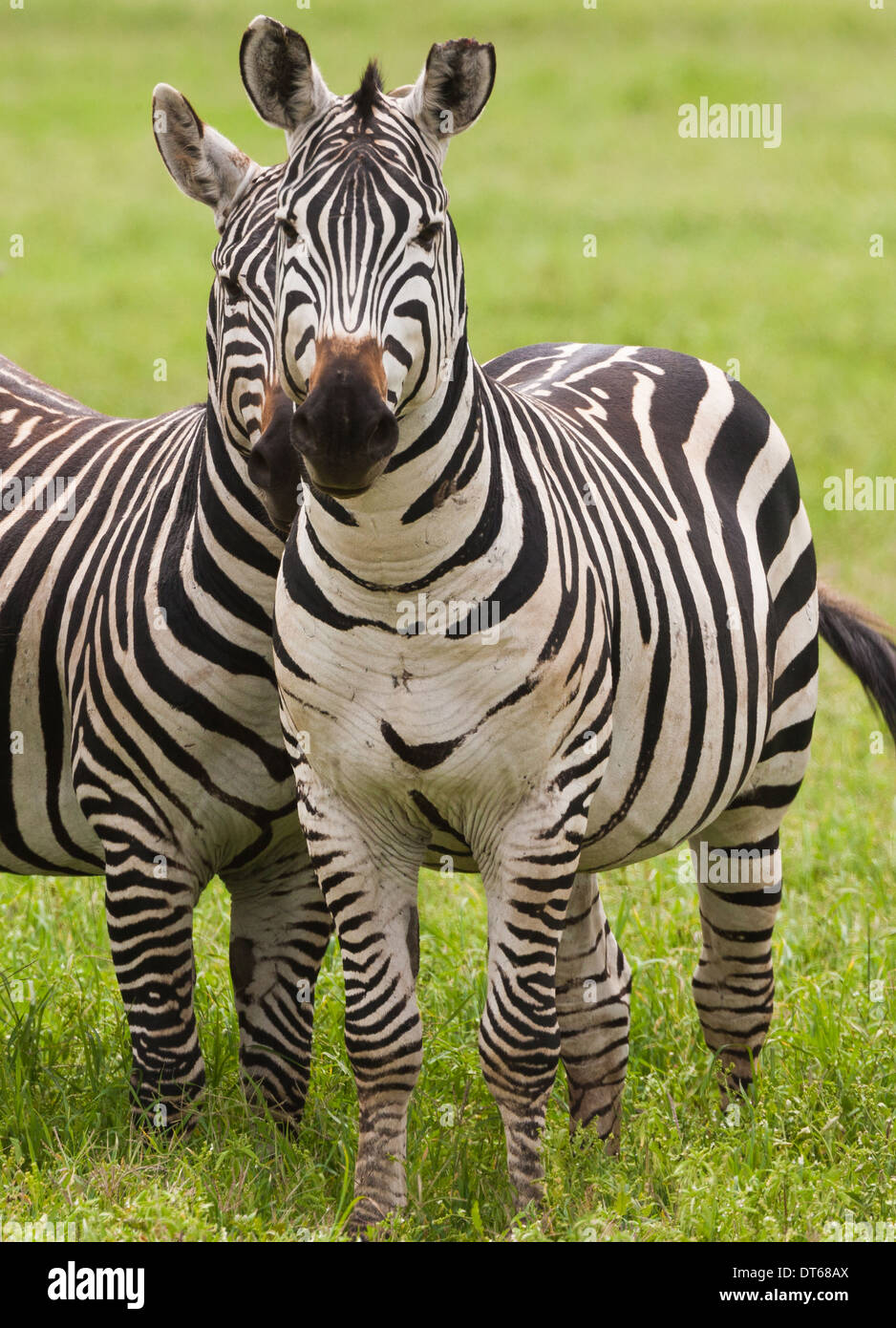 Plains zebras, Ngorongoro Conservation Area, Tanzania Stock Photo