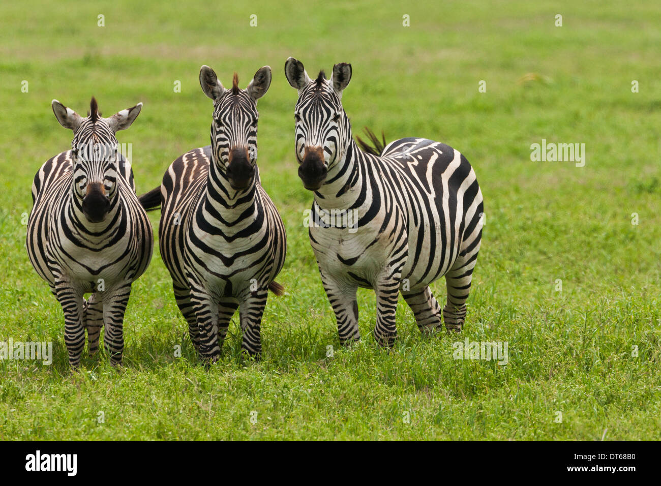 Plains zebras, Ngorongoro Conservation Area, Tanzania Stock Photo