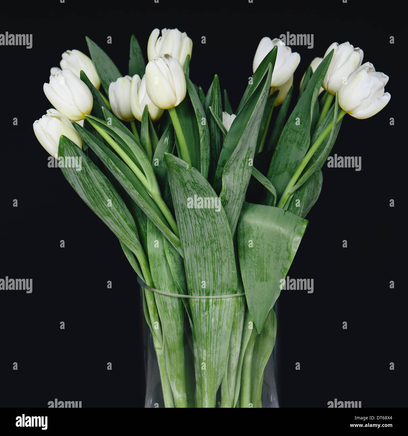 White tulips in a vase, against a black background Stock Photo