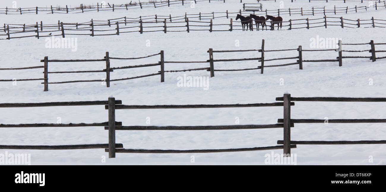 Horses in paddocks on a ranch in the snow at Palouse, Washington, USA Stock Photo