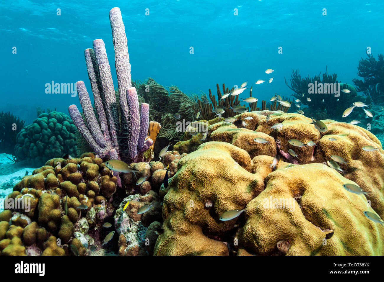 Coral reef purple tube aplysina hires stock photography and images Alamy