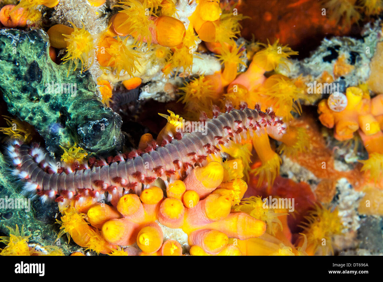 orange cup coral Bonaire ABC islands Leeward Antilles fireworm Stock Photo