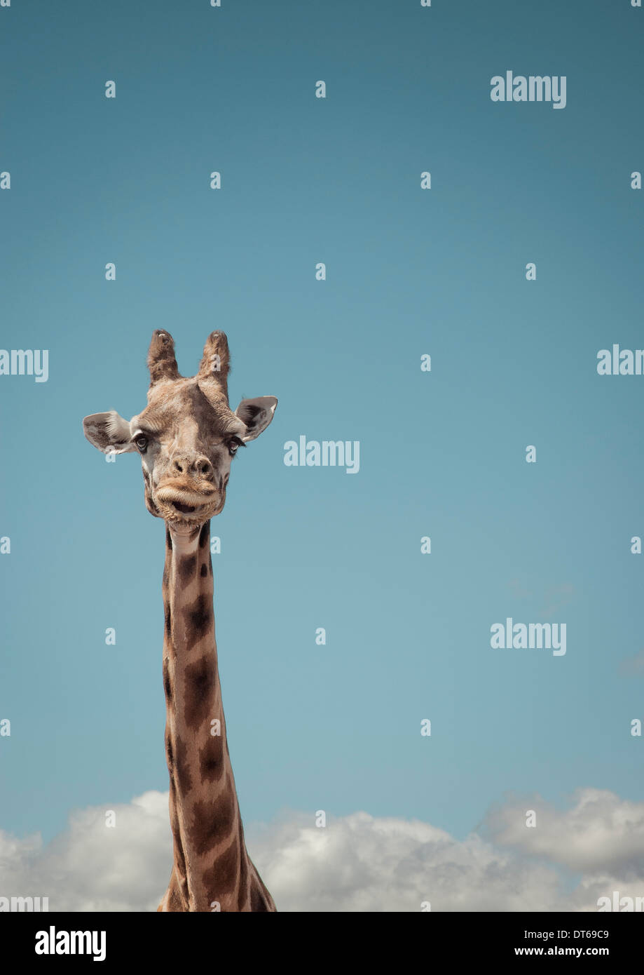Portrait of giraffe and blue sky Stock Photo