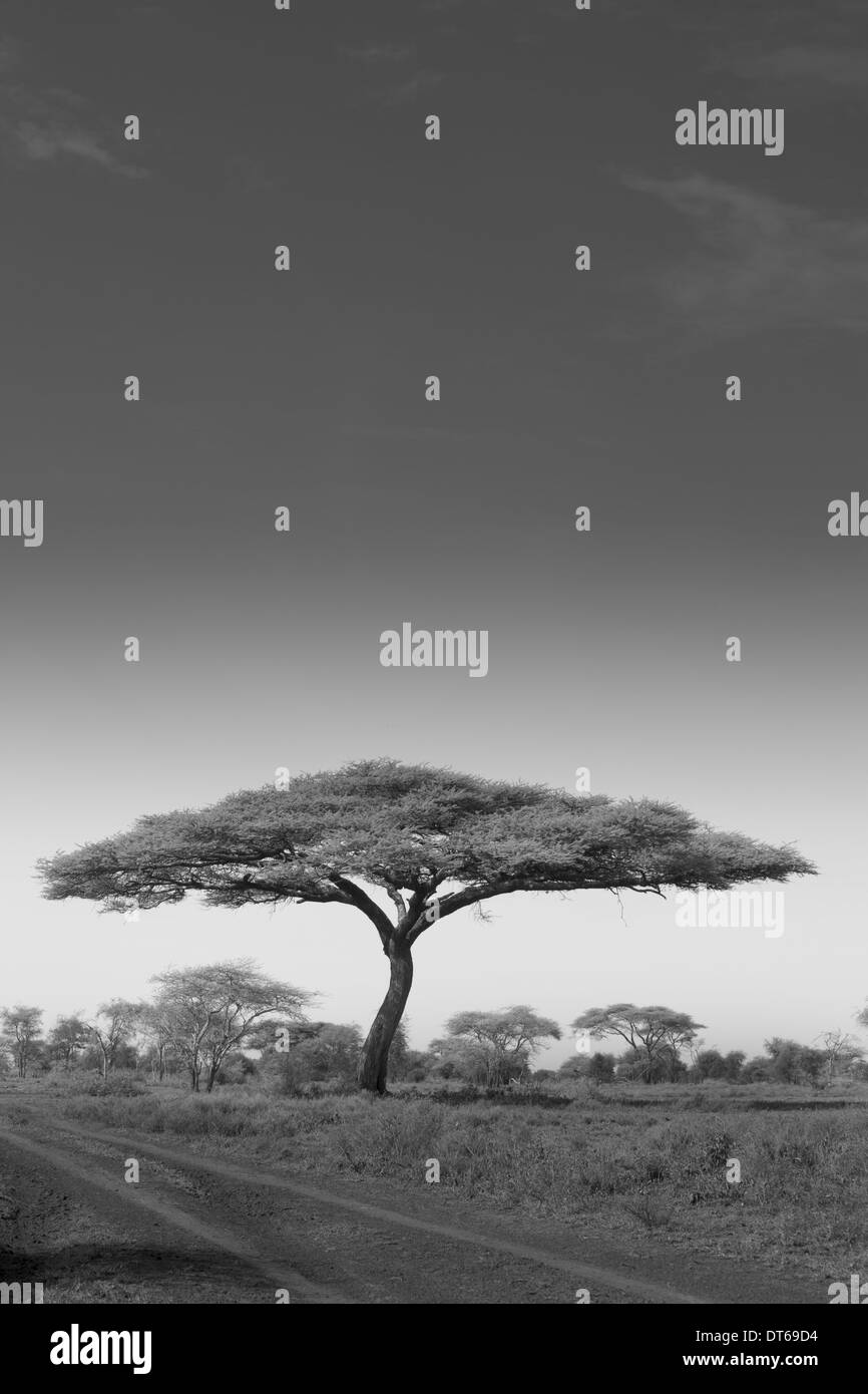 Acacia thorn Black and White Stock Photos & Images Alamy