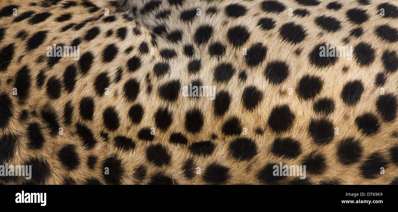 Close-up of cheetah spots on the animal's hide in Serengeti National Park, Tanzania Stock Photo