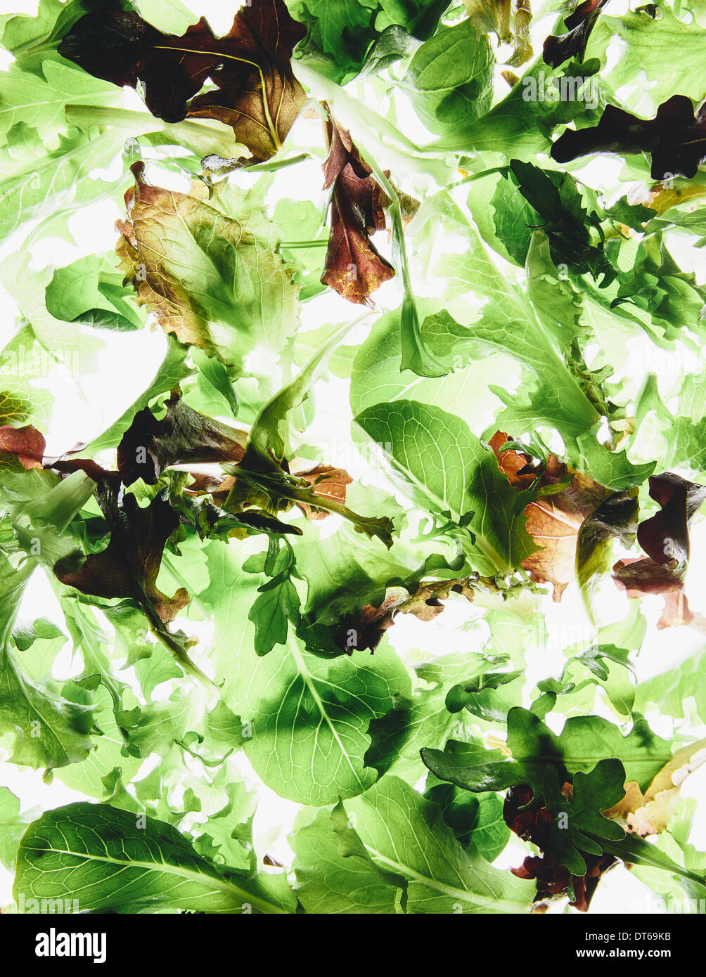 Organic mixed salad greens on white background Stock Photo