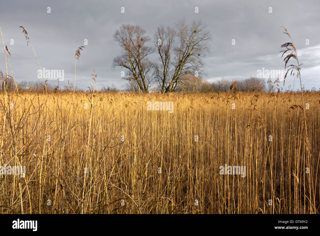 High reed hi-res stock photography and images - Alamy